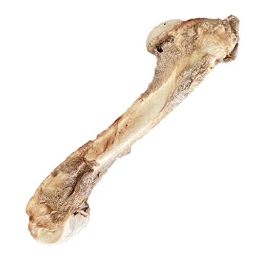 ペットフード研究所 【 国産 無添加 】 小型犬 中型犬 大型犬 鹿レッグボーン 足骨 グルテンフリー 鹿骨 犬のおやつ 犬用 (中型大型犬L, 通常骨) 1枚目 画像