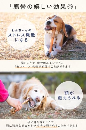 いぬのくらし 鹿骨 鹿 肩甲骨 犬のおやつ 犬用 骨 無添加 ボーン デンタルケア 口臭ケア 大型犬 中型犬 小型犬 グルテンフリー 長持ち 高タンパク 3サイズ 国産 (L) 中間 画像