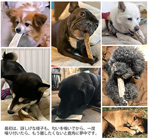 モノライフ 鹿の角 犬 噛むおもちゃ 無添加 おやつ 噛む 犬用 おもちゃ エゾジカ 国産 鹿 角 ガム 歯磨き デンタルケア 小型犬 10cm 最後 画像