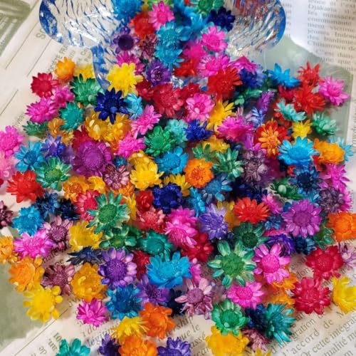 スターフラワーブロッサムヘッド?ビビッドカラー 30輪以上 1枚目 画像