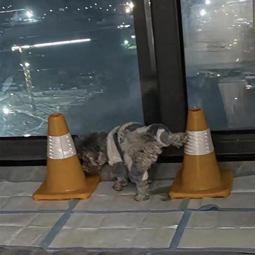 SLLSAGE 犬用トレーニングコーン トイレトレーニング マーカーコーン 室内・屋外兼用 PVC製 ペット用品 犬 トイレエリア目印 (イエロー)の特徴・詳細 画像