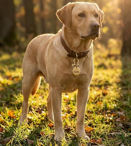 迷子札 犬 猫 真鍮 名前入り 刻印 カスタム ペット IDタグ 深彫り 防水 防錆 耐久性 丈夫 おしゃれ 迷子防止 首輪 チャーム 2段彫刻 オーダーメイド 2.5×3.0cm キーホルダーの詳細・まとめ 画像